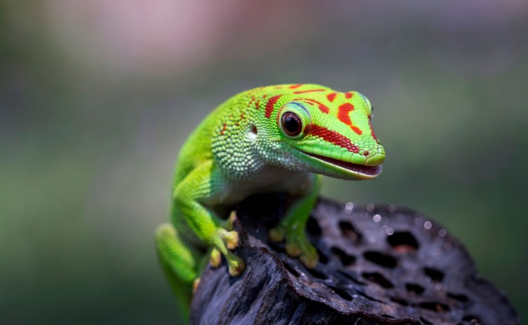 madagascar giant day gecko small