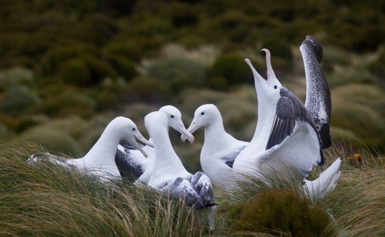 Albatross family heritage