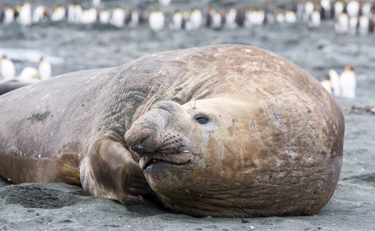 Elephant seal macquarie heritage