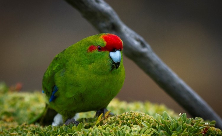 Parakeet hertiage birding down under