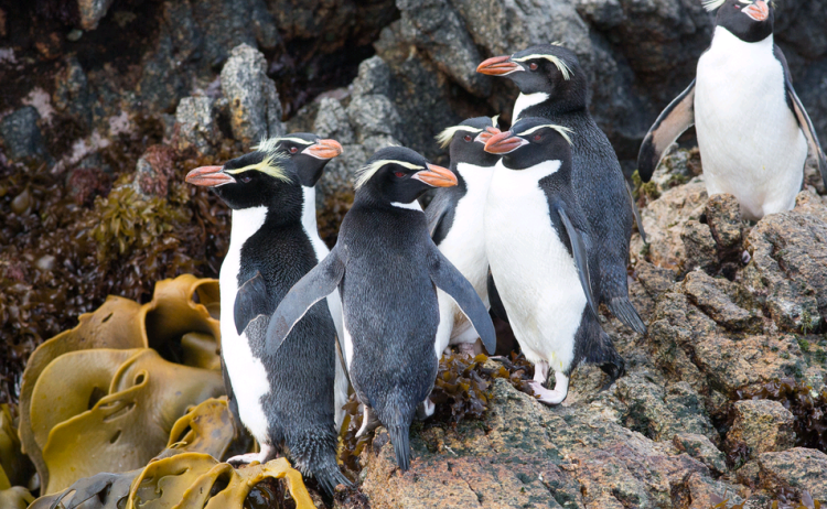 Snares penguin Heritage