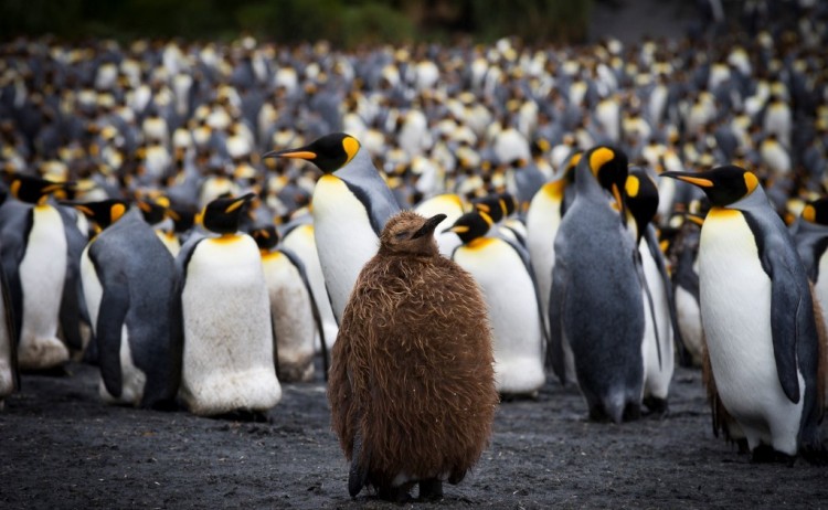 king penguins in the sub antartica islands heritage