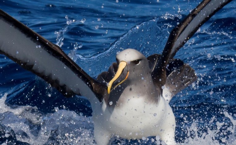 sng howell chatham islands Albatross