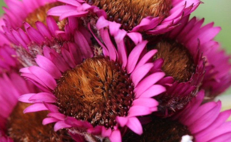 wildflowers sub antarctic islands heritage