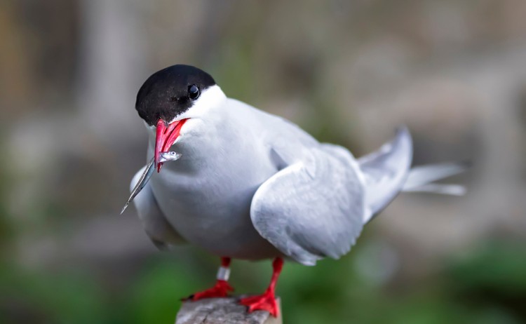 Seal River Heritage Lodge Arctic tern