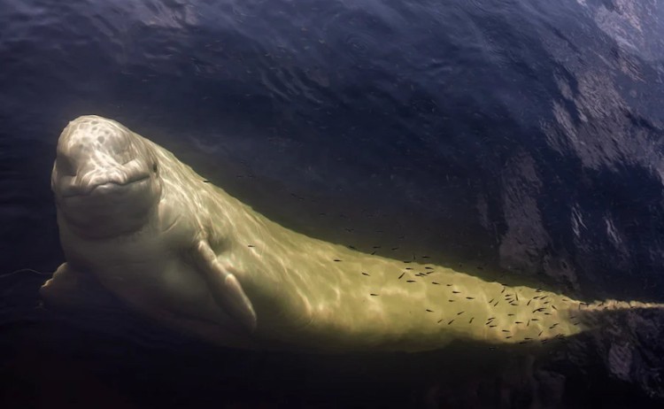 Seal River Heritage Lodge Beluga Whale up close