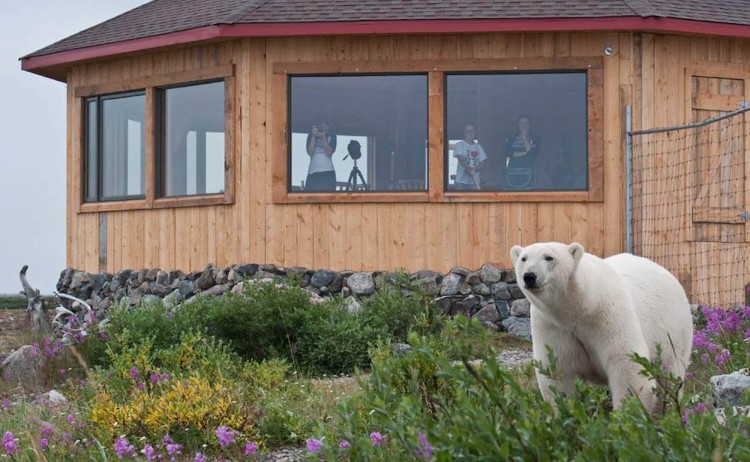 Seal River Heritage Lodge Polar Bear from lodge