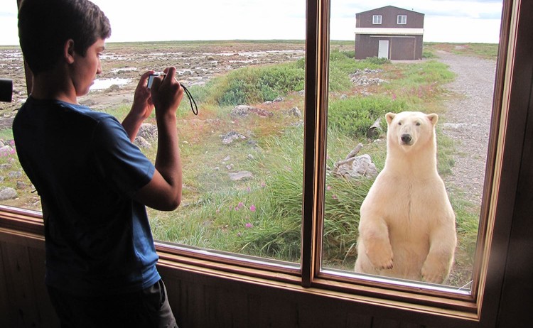 Seal River Heritage Lodgepolar bear tour churchill wild
