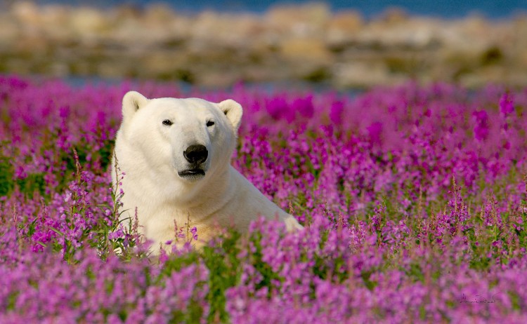 polar bear fireweed seal river heritage lodge dennis fast