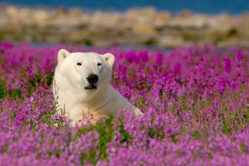 Birds, Bears & Belugas | Seal River Heritage Lodge