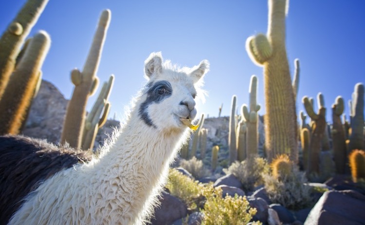 Signature tours, Llama standing among tall cacti