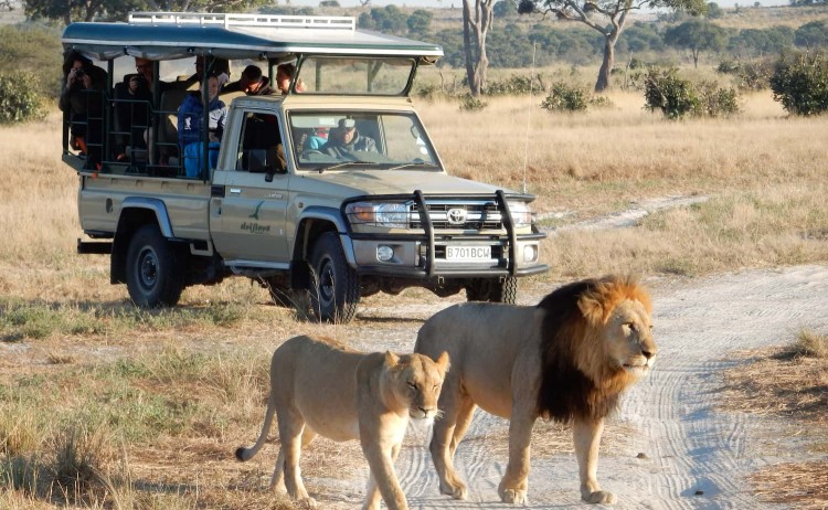 Botswana adventure game drive wildlife viewing
