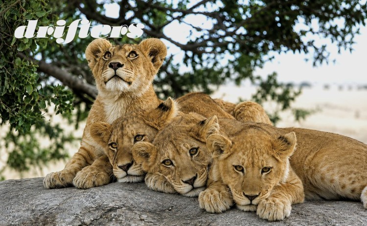 Botswana adventure young lions resting