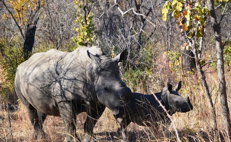 Botswana Discovery National Park rhino