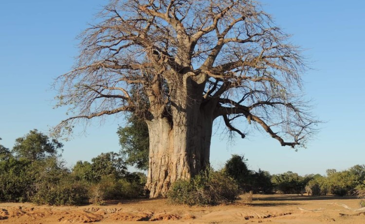 Botswana Discovery Safari Baobab Tree