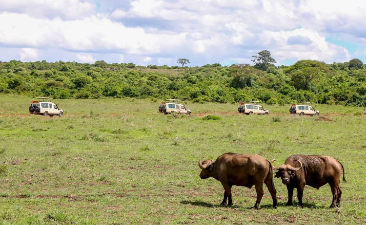 Botswana Discovery Safari Land Cruiser