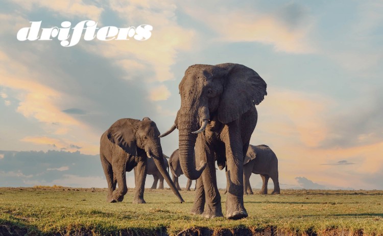 Botswana Explorer small group of Elephants in Chobe