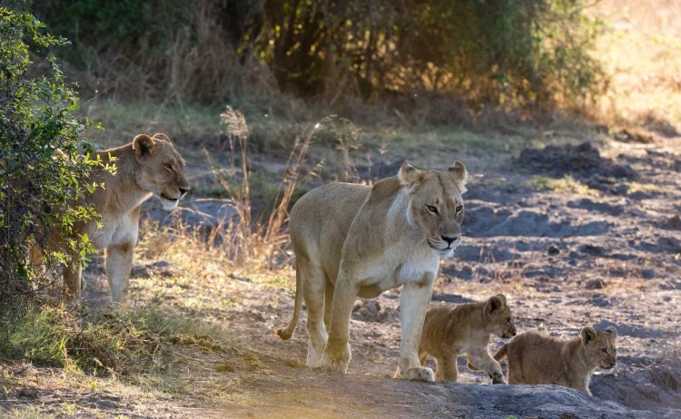 Botswana explorer Lions panthera leo khwai conservation area okavango delta