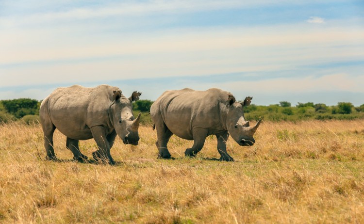 Botswana explorer Two rhinoceroses wander through the savannah grasslands