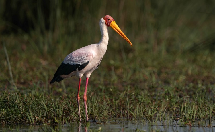 Botswana Pans to the Delta stunning bird Okavango