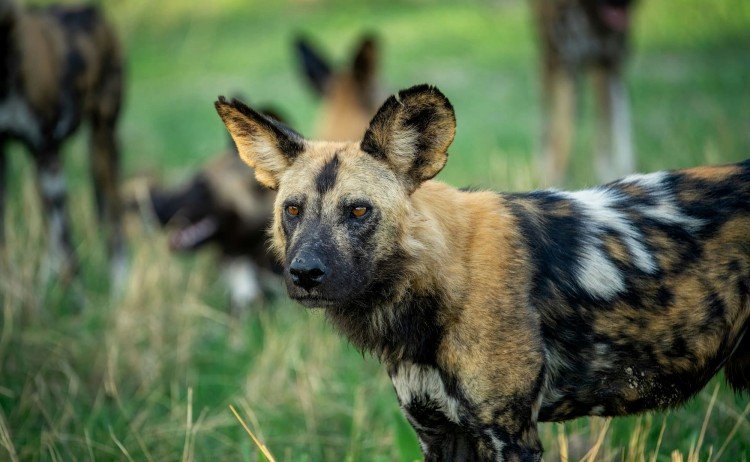 Botswana Pans to the Okavango Delta Wild Dog