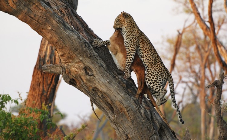 Leopard Adult standing in Tree with a Kill Moremi Reserve Okavango Delta in Botswana