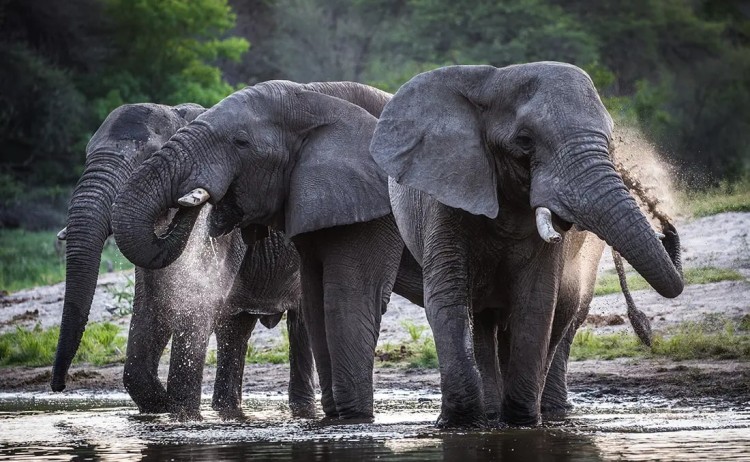 Pans to the Delta African Elephant