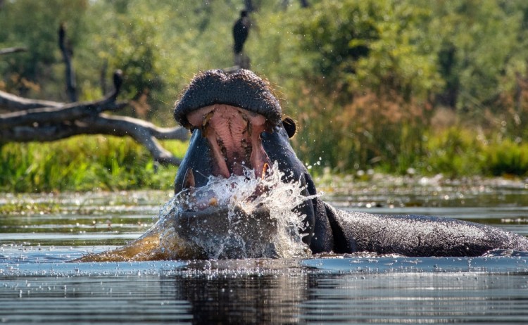 Pans to the Delta Hippopotamus with its mouth wide open in the Okavango