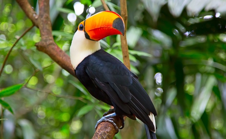 Toucan Amazon Rainforest