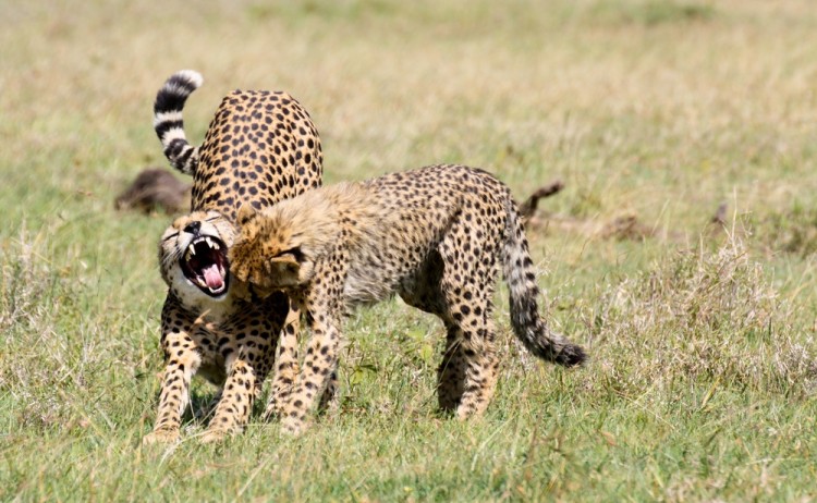 Cheetah in Kenya
