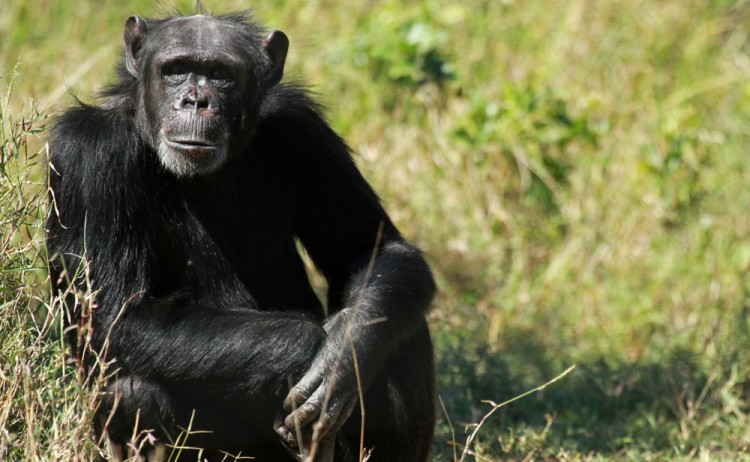 Common chimpanzee Ol Pejeta Conservancy Kenya
