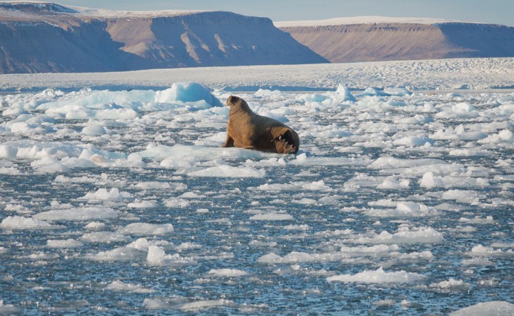 Quark Expeditions CanadasRemoteArctic croker bay canadianarctic Credit AcaciaJohnson