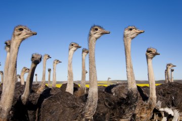 Cape Kaleidoscope: Small Group Traveller Tour