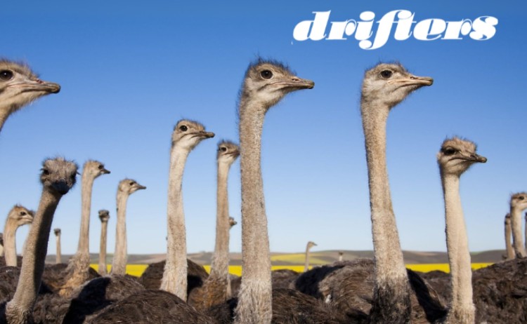 Group of ostriches along the Garden Route in South Africa v2