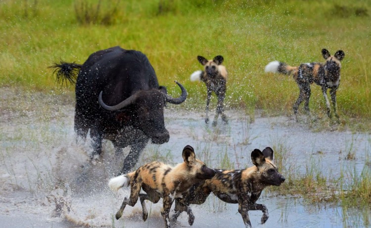 Botswana Okavango delta resized