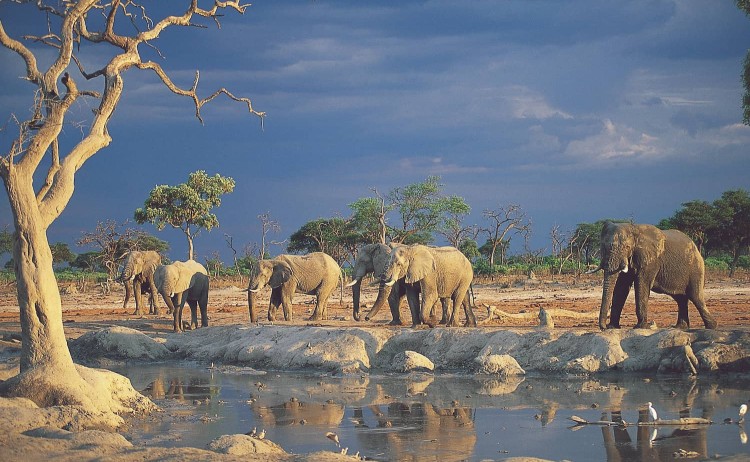 Cape Town to Victoria falls explorer Elephants in Namibia