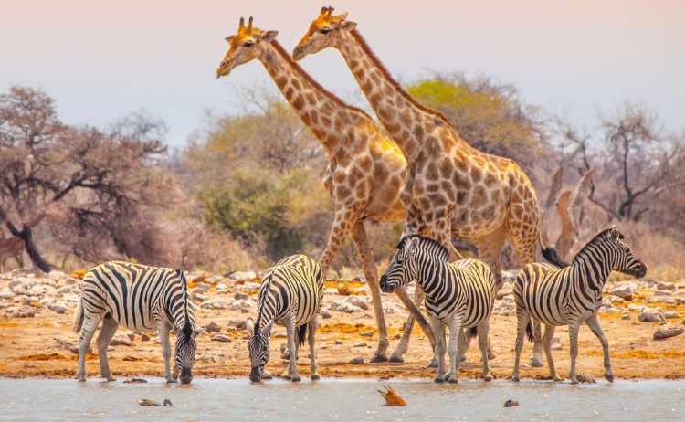 Cape Town to Victoria falls wildlife in Etosha National Park