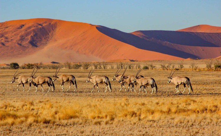 Cape town to Victoria falls explorer Oryx at Sossusvlei