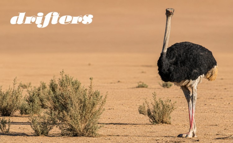 Cape town to Victoria falls explorer Ostrich in Namib desert
