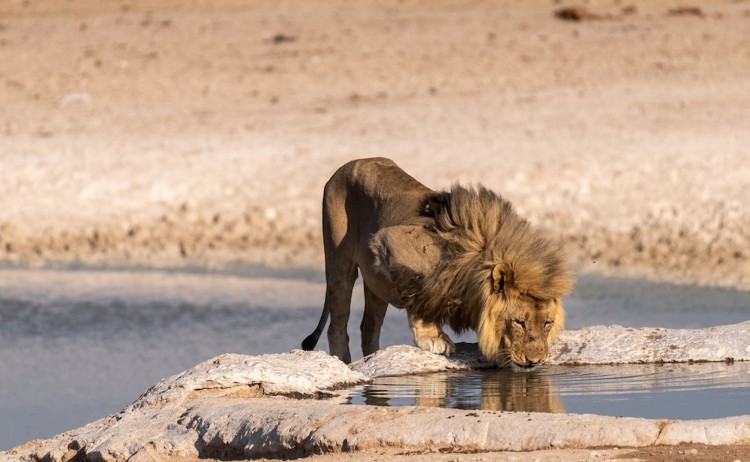 Cape Town and Victoria falls adventure Close up of a male lion Panthera leo drinking from a waterhole in Etosha national Park Namibia