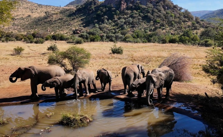 Cape Town and Victoria falls adventure african animals in Etosha National Park