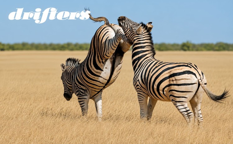 Cape Town and Victoria falls adventure two zebras fighting