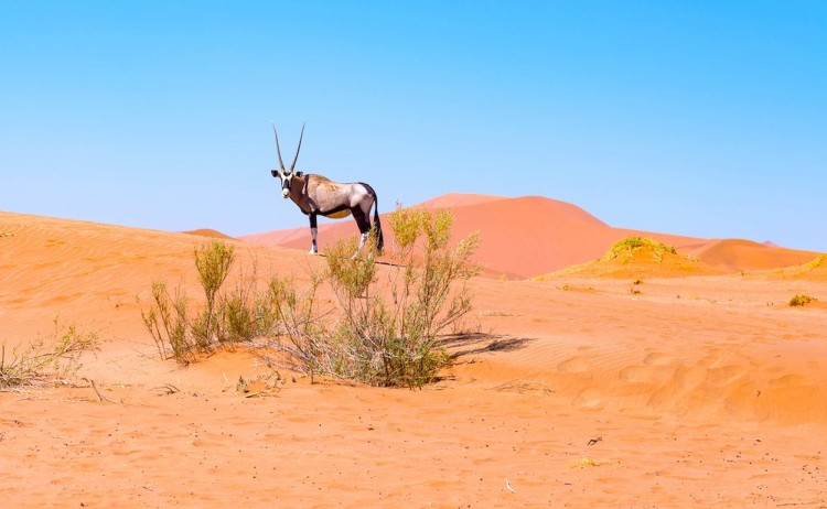 Cape Town to Victoria falls adventure Oryx in the colorful Namib desert