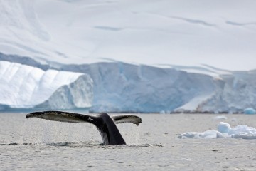 Antarctica's Whale Season