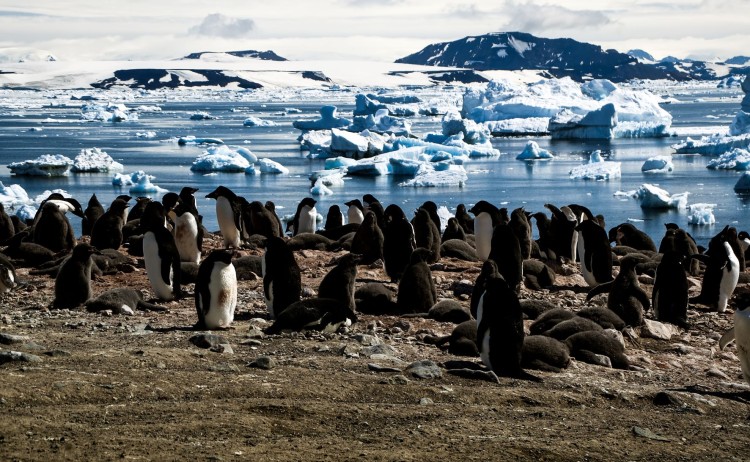 Antarctica Devils Island adelie penguins 005 SS