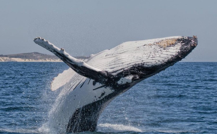 Antarctica Humback Whale breaching