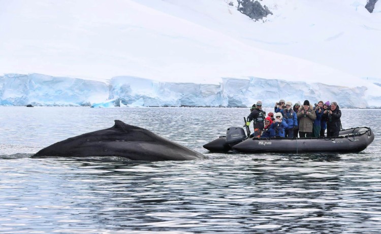 Celebrating New Years in ANtarctica humpback whale Zodiac Paradise Bay