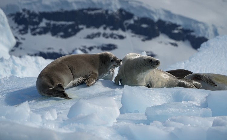 Celebrating New Years in Antarctica group of Seals resting on ice floes