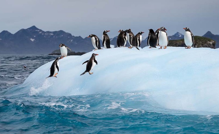 Celebratingg New Years small group of happy penguins