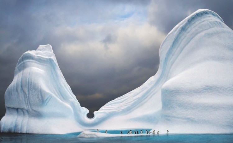 iceberg penguins antarctica polar latitudes